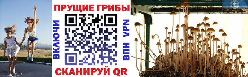 магазин продажи   Зима  Галлюциногенные грибы прущие грибы 